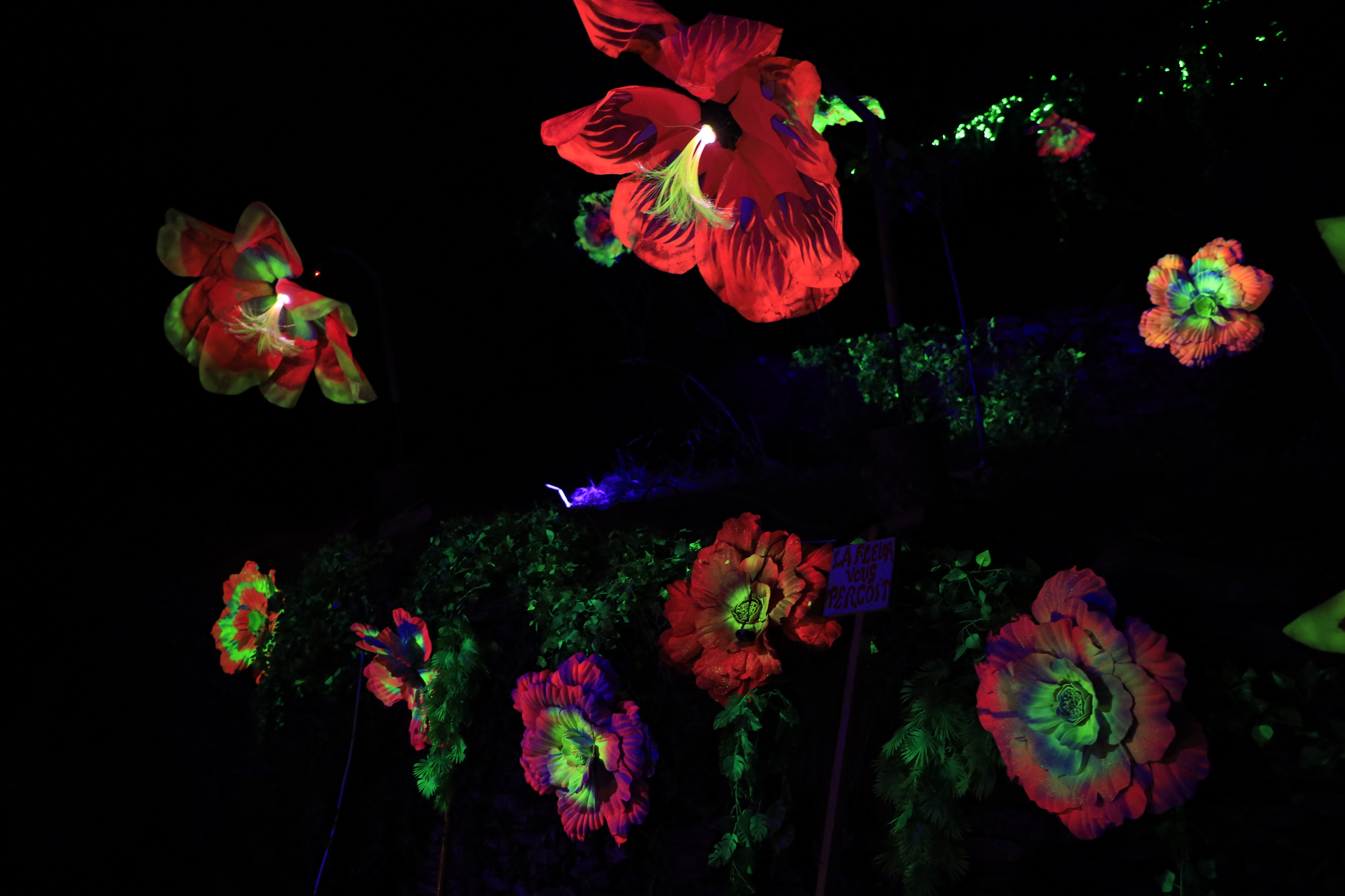 Fleurs Timides — jardin UV nuit