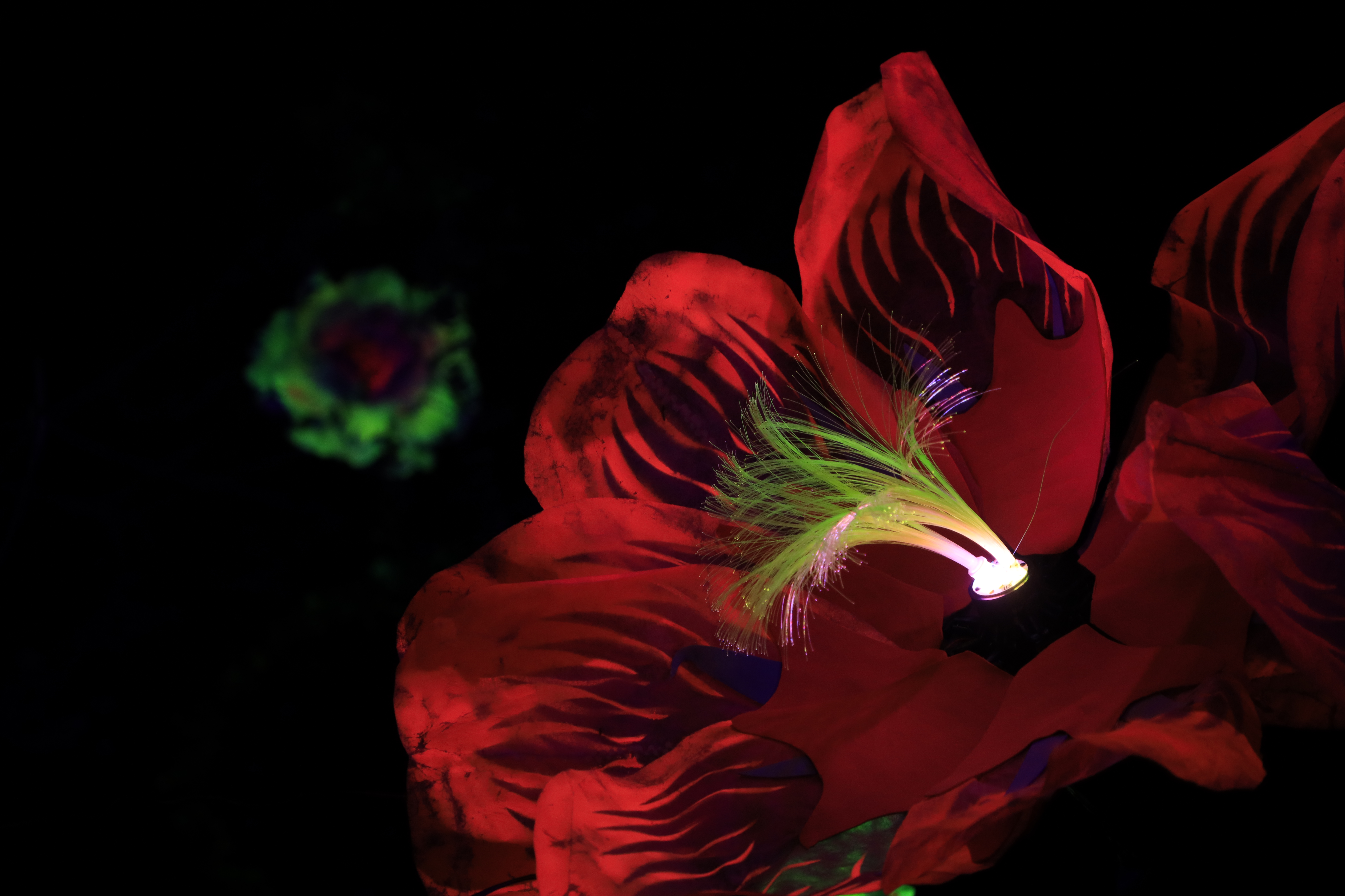 Fleurs Timides — deux fleurs nuit