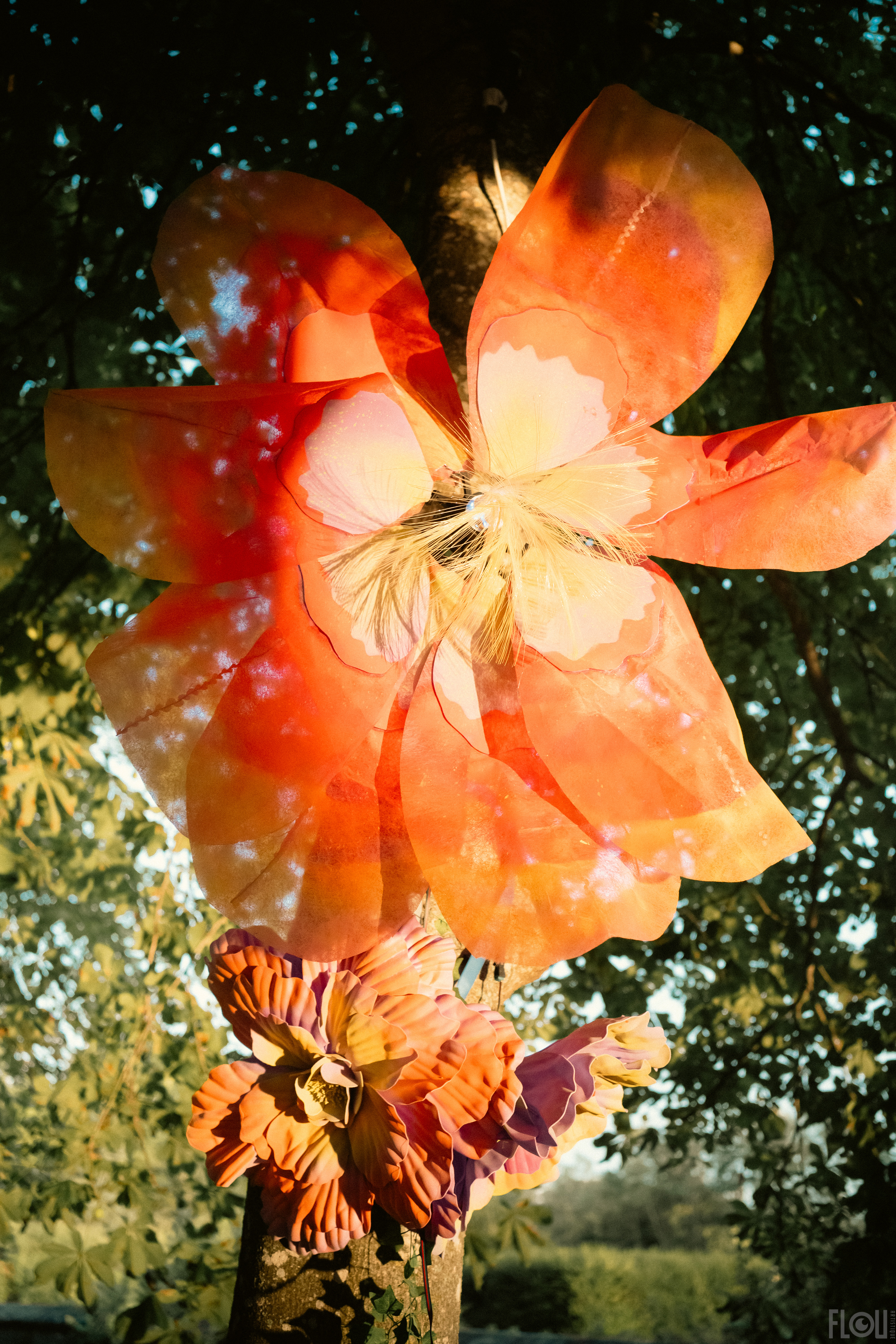 Fleurs Timides — grande fleur orange jour