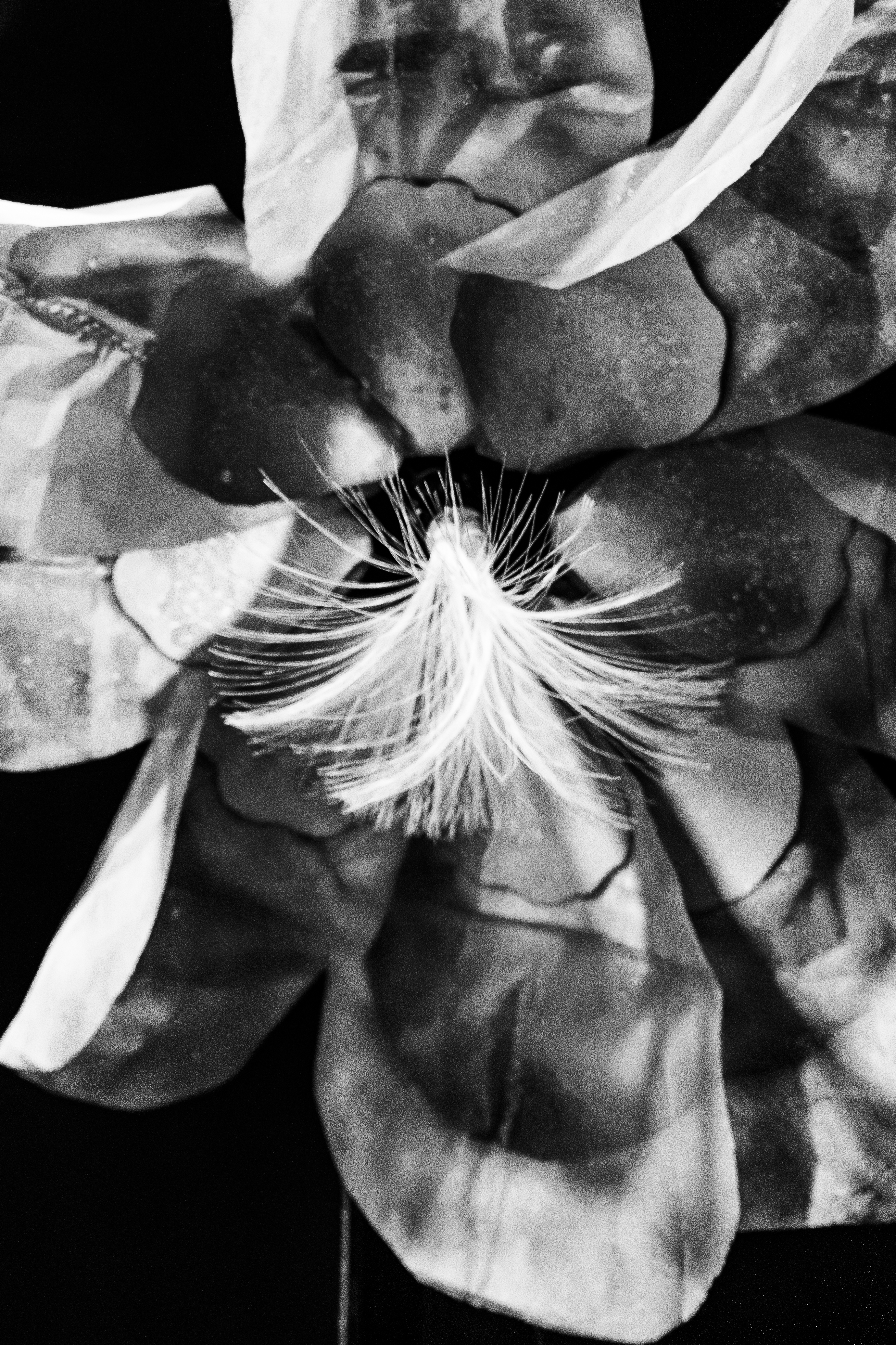 GYA #2 — Fleur Timide en noir et blanc